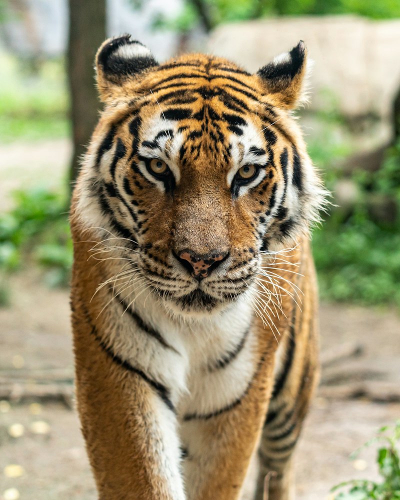 Tiger Wildlife Conservation India